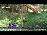 Aksi Lucu Panda Asyik Berguling di Taman - NET24
