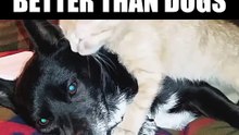 Why cats are better than dogs