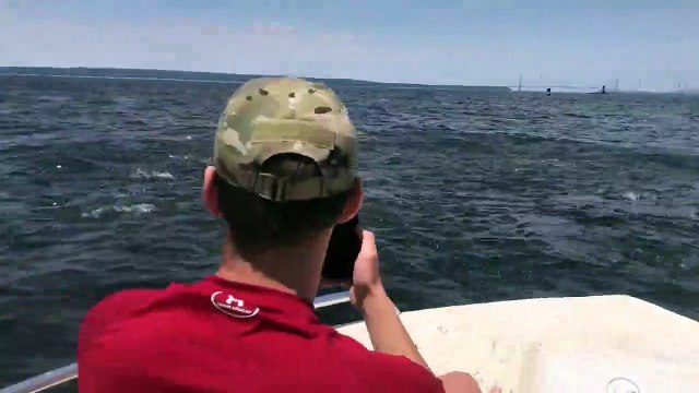 Une baleine à bosse vient donner quelques frayeurs à des plaisanciers (États-Unis)