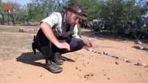 Hormigas ataque ciempiés matar Escorpión serpiente el parte superior avispa 10 ||