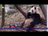 Aksi Panda panda Lucu di Pusat Pengembang Biakan - NET12