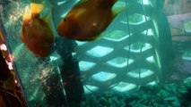 Parrot fish kissing and breeding