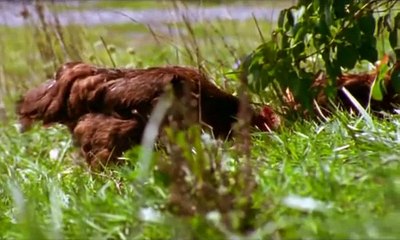 The Natural History of Chickens (Nature Documentary)