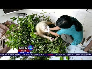 Kondisi Orangutan Albino Semakin Membaik - NET24
