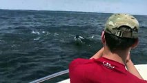 ¡Impresionante! Ballena emerge del agua y casi vuelca una lancha