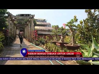 Perkebunan Bonsai di Batu - NET12