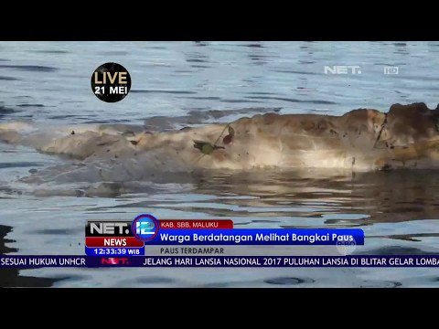 Bangkai Paus Membusuk - NET12