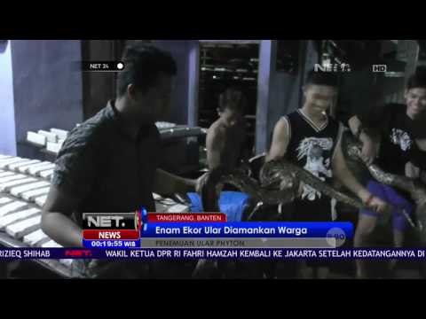 6 Ekor Ular Ditemukan Warga di Pemukiman Ciledug - NET24