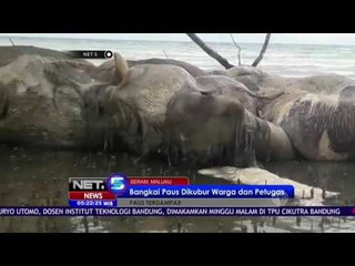 Download Video: Warga dan Petugas Kubur Bangkai Paus - NET5