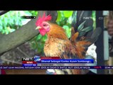 Kontes Unik 'Kesenian dan Kecantikan Ayam'  - NET5