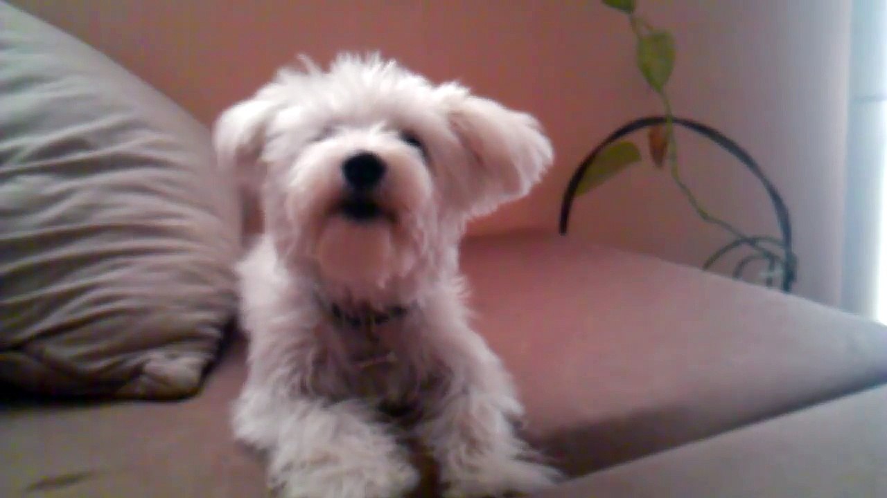 Maltais chien aboiement à tonnerre