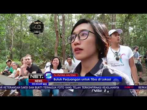 Konservasi Satwa Camp Leakey - NET5