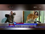 Kucing Terpanjang Didunia 1,2 Meter - NET24