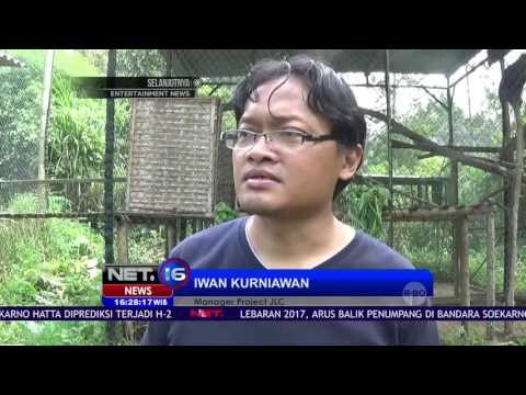 Tiga Lutung dari Inggris Masuk Konservasi Satwa Langka - NET16