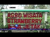 Agro Wisata Stroberi Menarik Hati  - NET12