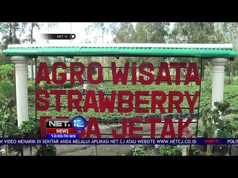 Agro Wisata Stroberi Menarik Hati - NET12