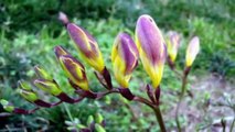 Freesia - A Genus of Herbaceous Perennial Flowering Plants