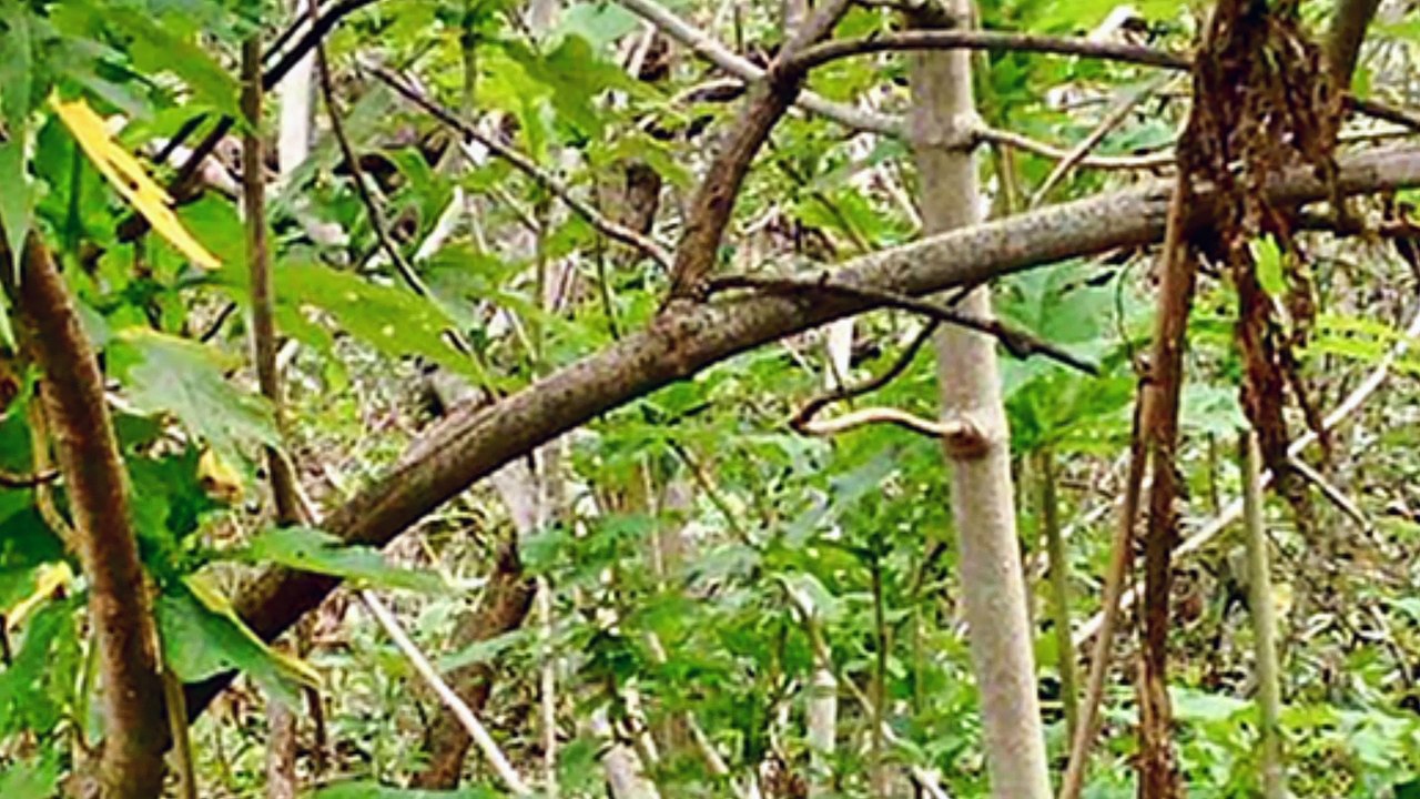 Jardín B.
