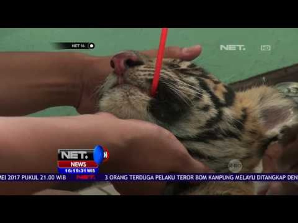 Anak Harimau Ditemukan Kritis - NET16