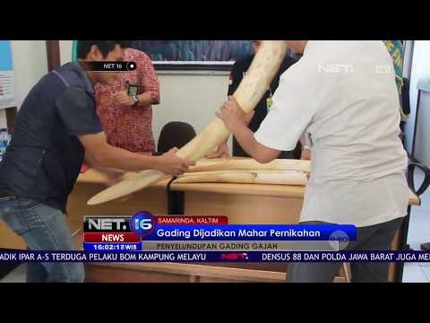 Lima Gading Gajah Disita di Perbatasan - NET16