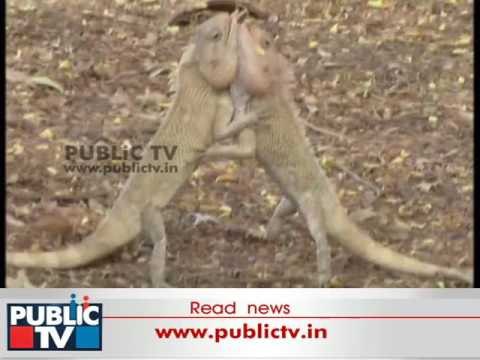 Kolar: Watch Chameleons Romancing Eachother