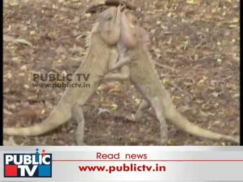 Kolar: Watch Chameleons Romancing Eachother