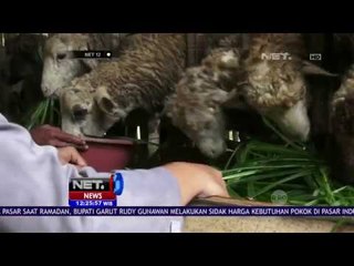Polisi Sukses Berwirausaha Ternak Domba - NET12