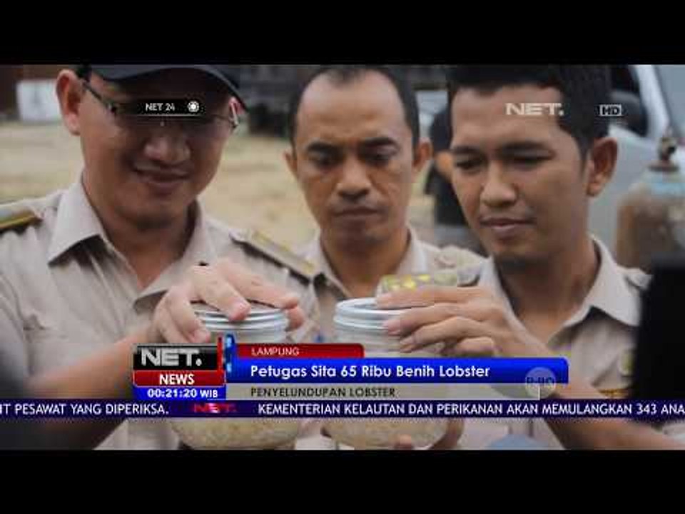 Petugas Sita 65 Ribu Benih Lobster - NET24