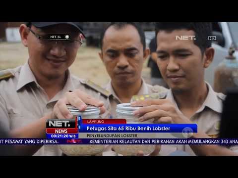 Petugas Sita 65 Ribu Benih Lobster - NET24