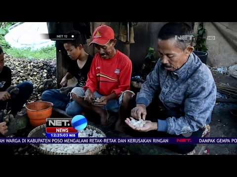 Petani Panen Kolang Kaling Saat Ramadan - NET12