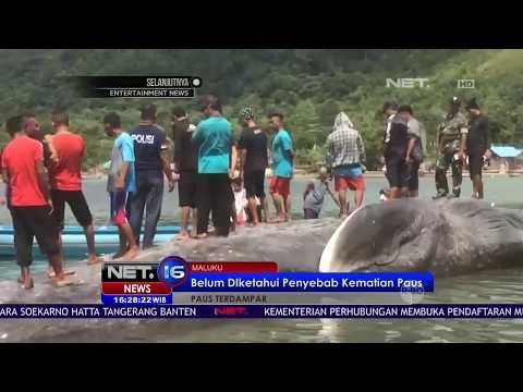 Bangkai Paus Terdampar - NET16