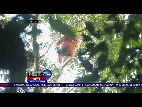 Melihat Orangutan di Taman Nasional Kutai - NET24
