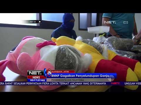 BNNP Gagalkan Penyelundupan Ganja - NET24