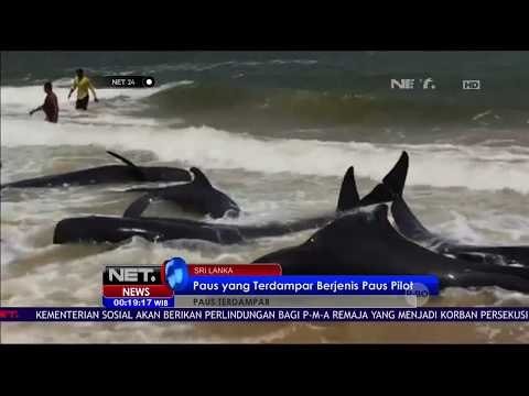 Sekitar 20 Ekor Paus Terdampar di Pantai - NET24