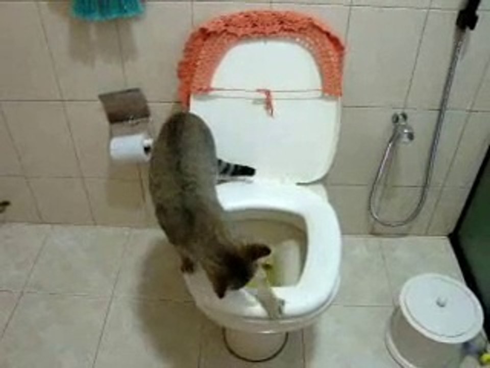 Medeniyet görmüş kedi :)) #cat #kedi #pisipisi