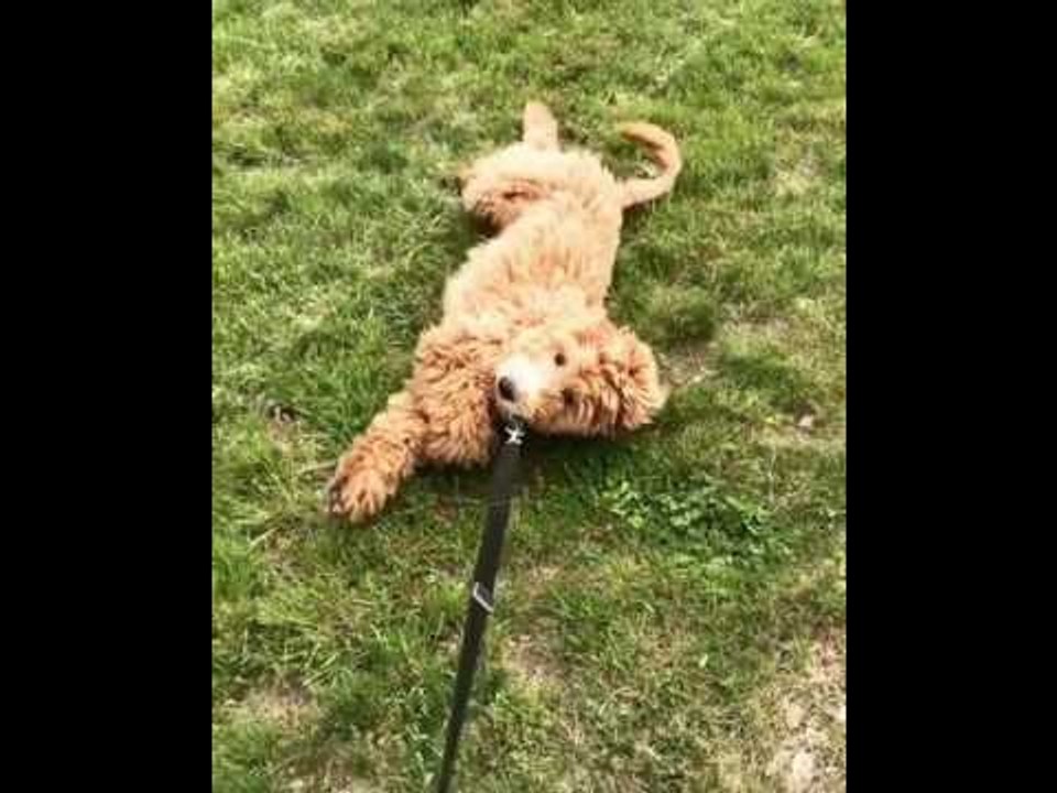 Dog Refuses to Go for a Walk