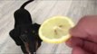 Little Dachshund Freaks Out Over Lemon