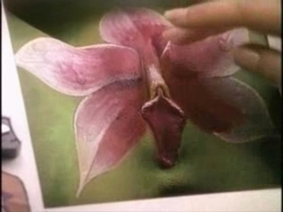 Orchidea