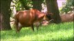 World Amazing Smart Technology Modern Farming Amazing Techniques Cows #HD720p