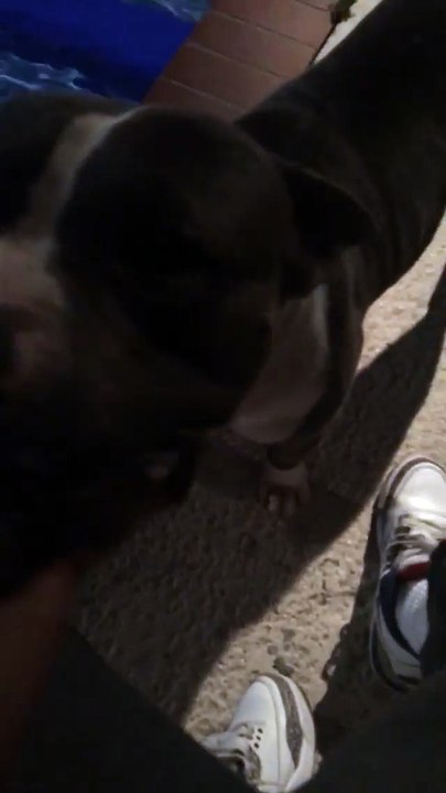 spitta 12345