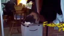FUNNY Cats Gone Crazy! A FUNNY Animals Compilation of FUNNY Kitty Cats, FUNNY Pets, Funniest Animal