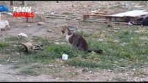 Funny Videos of Cats - Funny Cats Compilation 2017 - Best Funny Cat Videos Ever || Funny Vines