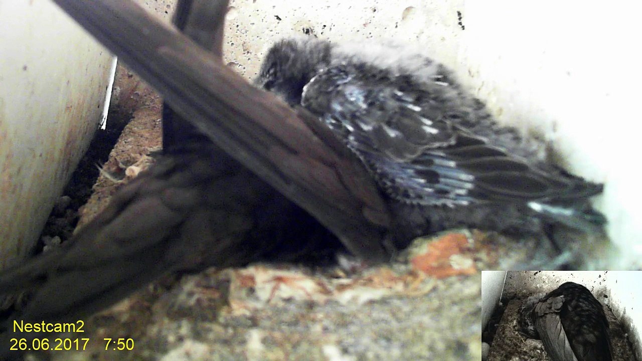Mauersegler Nestcam 2017 - 26. Juni 7:32