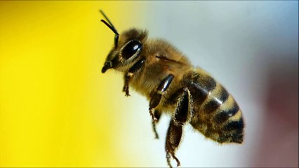 Ecoutez le son d'un essaim d'abeilles-Bourdonnement des abeilles