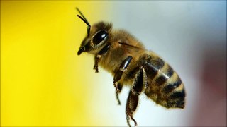 Ecoutez le son d'un essaim d'abeilles-Bourdonnement des abeilles