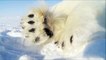 All About Polar Bears for Kids - rsdfsdfwerPolar Bears for Children -