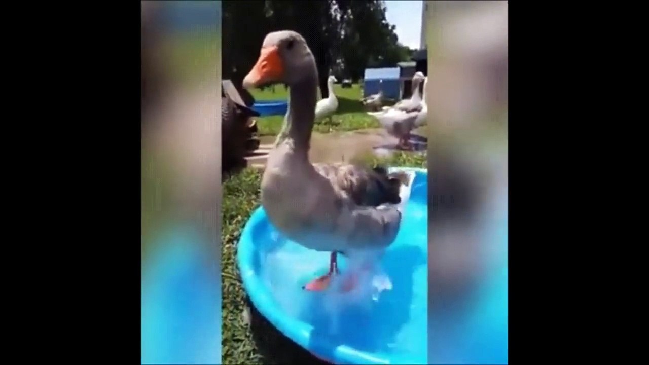 Un canard danse sur maniac