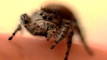 Une petite araignée Phidippus aime se faire caresser