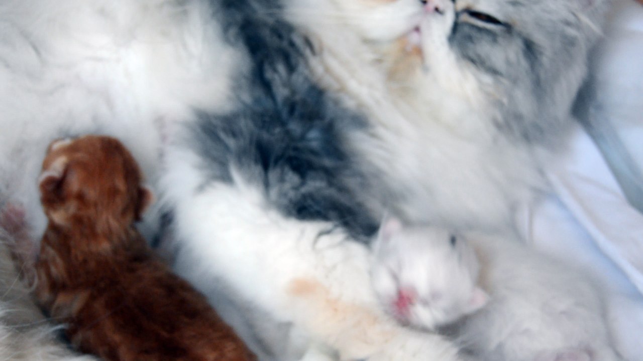 mes bébés nés le 9 Juin 2017