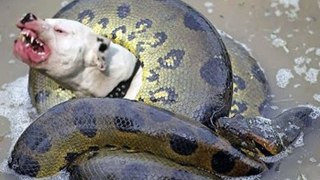 Dog vs Snake เมื่อหมาเจองู การต่อสู้จึงบังเกิด